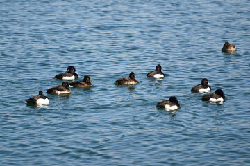 キンクロハジロ　琵琶湖の冬の渡り鳥