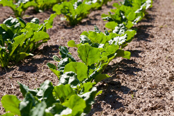 cultivation of sugar beet for the production