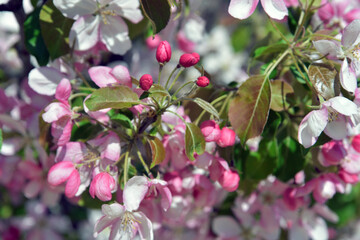 Blooming cherry tree flowers in the garden	