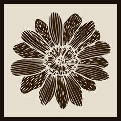 Sketch of the Adonis plant in a simple style, sepia botanical poster in Scandinavian style, rustic simple perspective.The imprint of the medicinal flower of Adonis - obrazy, fototapety, plakaty