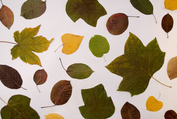 Autumn leaves on the white background. Creative flat lay concept.