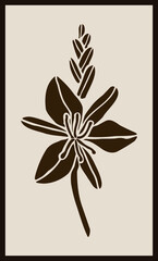 Sketch of the Asphodel plant in a simple style, sepia botanical poster in Scandinavian style, rustic simple perspective.The imprint of the medicinal flower of Asphodel