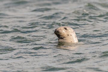 Grey seal (Halichoerus grypus) pops its head out of the water, off the north coast of Scotland