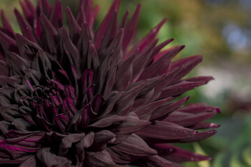 dark purple  beautiful Dhalia flower closeup
