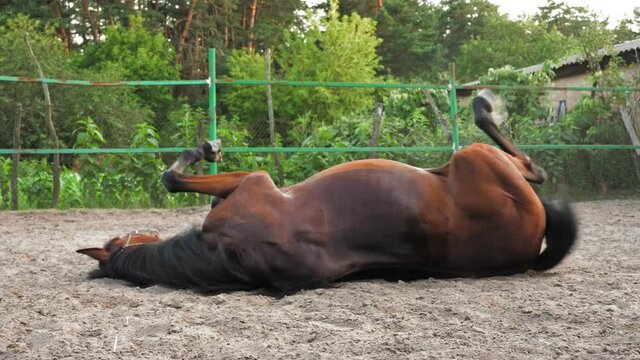 horse farm. horse rolls out in the ground. a large brown horse falls out in the sand, is rolled out in the ground, in a paddock on a ranch or farm.