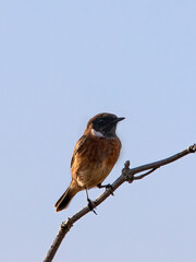 Male Stonechat Saxicola rubicola perching on a branch isolated against blue sky