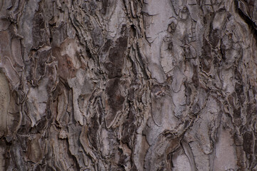 Vintage texture from big tree skin for background