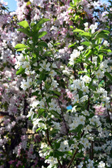 Blooming cherry tree flowers in the garden	