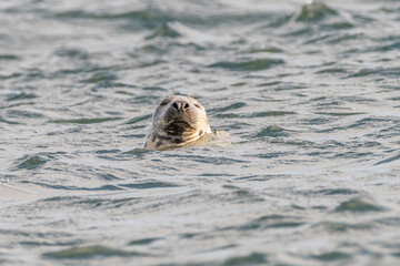 Grey seal (Halichoerus grypus) pops its head out of the water and makes a funny expression, north coast of Scotland
 - obrazy, fototapety, plakaty