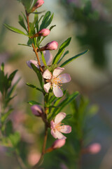 The dwarf Russian almond (lat. Prunus tenella), of the family Rosaceae. Central Russia.	