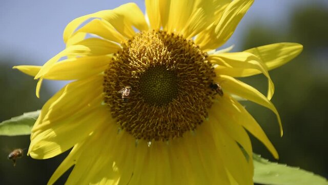 Close-up POV shot of two honey bees (Apis mellifera) pollinating a sunflower.