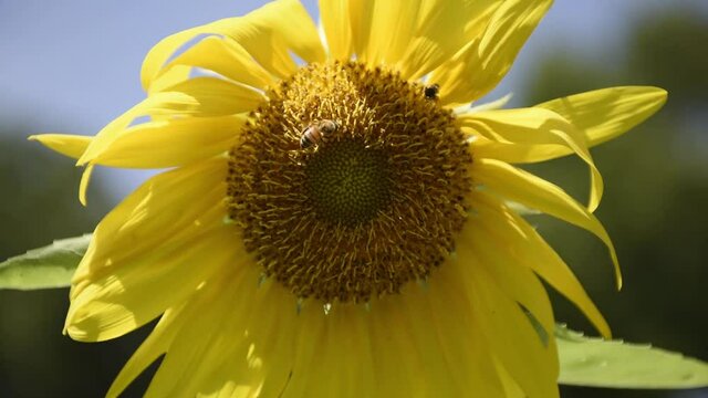 Close-up POV shot of a honey bee (Apis mellifera) pollinating a sunflower.