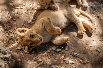 2 lion cubs, baby feline mammal resting on top of each other
