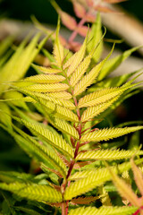 Blossoming leaves on a bush of an ornamental plant Sorbaria sorbifolia, in early spring,