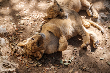 2 lion cubs, baby feline mammal resting on top of each other