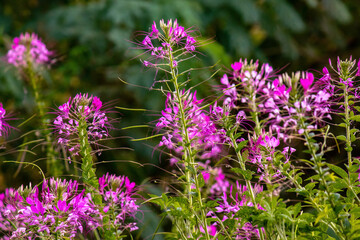 flowers in the field