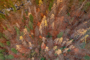 Mountain Forests in the Autumn Aerial View