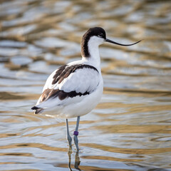 Close up of an Avocet wading in water with iconic curved beak