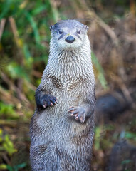 Close up of River Otter standing up facing directly at the camera