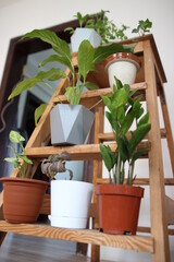 Different houseplants in pots at home. Evergreen houseplants in pots on a shelf.