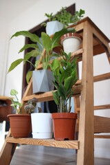 Evergreen houseplants in pots on a shelf