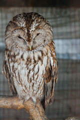 wild bird owl sitting on a forest tree