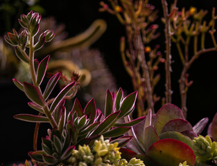 potted colored cactuses