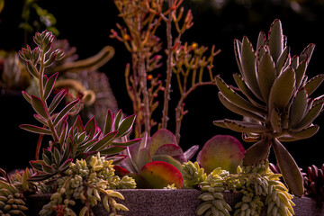 potted colored cactuses