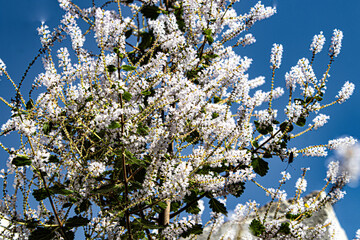 tree in white blossom