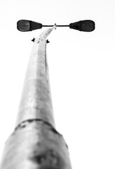 black and white power pole