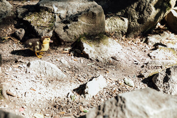 a wild duck chick on the shore of the lake