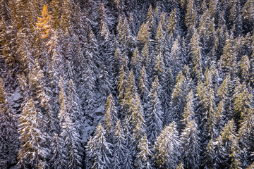 Snow Covered Trees in a Forest in the Winter