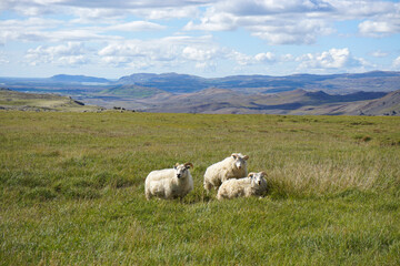 Icelandic sheep in highlands of Iceland