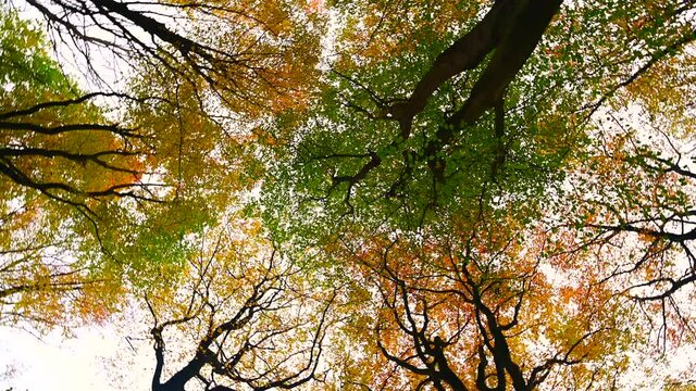 Upwards view in a beech tree forest with brown leafs on the forest floor during autumn.