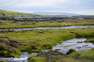 Fototapeta na wymiar Icelandic sheep grazing next to river