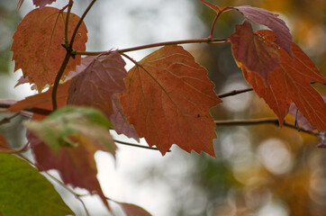 Autumn Leaves in a Forest