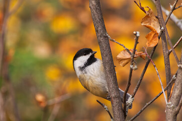 A Black-capped Chickadee on a Branch