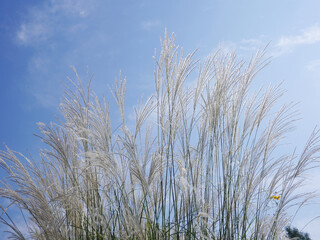 Fototapeta premium Autumn reed with blue sky.