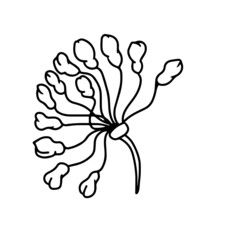 Vector botanical spring flower design in bloom