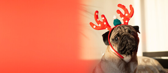 Funny and cute pug dog in Christmas deer horns looking at camera. New year and Xmas greeting card...