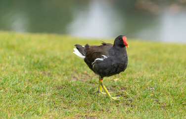 bird in the grass