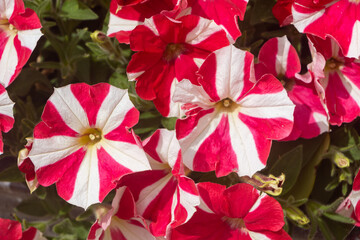 Red and white petunia flowers in a garden