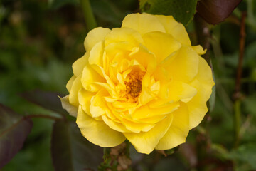 Yellow rose in a garden