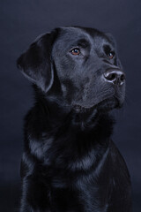 Fototapeta na wymiar Studio shot of a Black labrador dog with brown eyes isolated on black background
