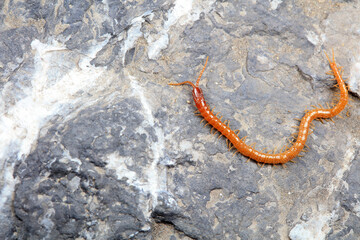Centipedes crawling on rocks, North China