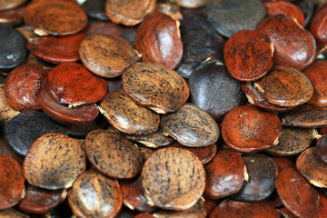 Close up photos of the seeds of Wisteria in legume