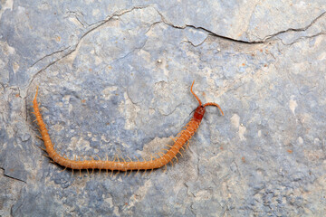 Centipedes crawling on rocks, North China