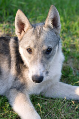 Portrait of a husky puppy resting on the grass