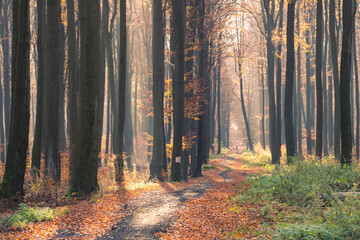 Jesień w lesie. Las bukowy, Rezerwat przyrody Buczyna Janinowska - obrazy, fototapety, plakaty