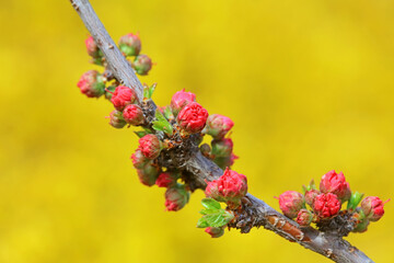 Peach buds in the park, North China